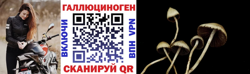 закладка  Южно-Сухокумск  hydra вход  Псилоцибиновые грибы Cubensis 